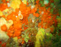 seabed biodiversity